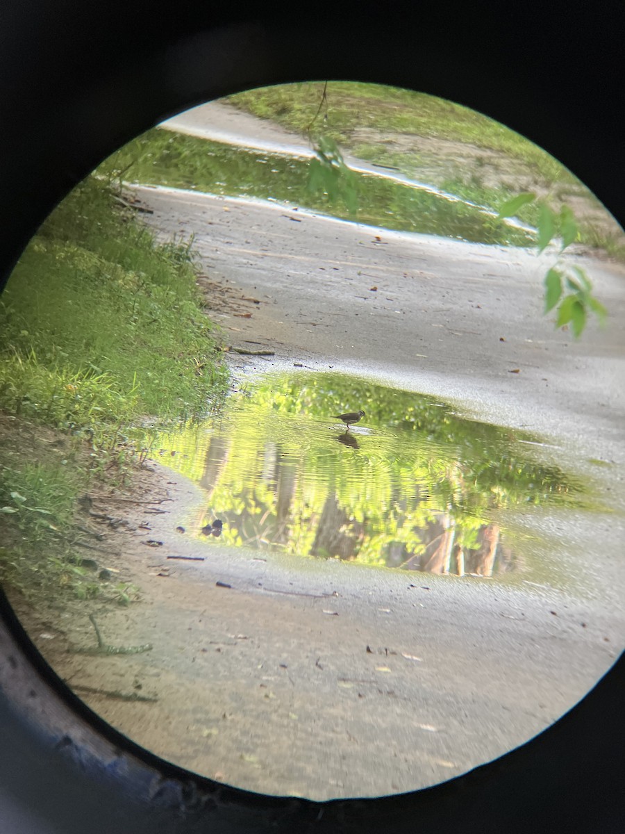 Louisiana Waterthrush - ML637196148