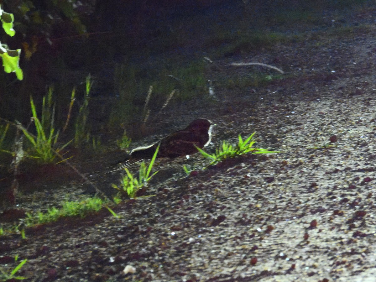 Scissor-tailed Nightjar - ML637196314