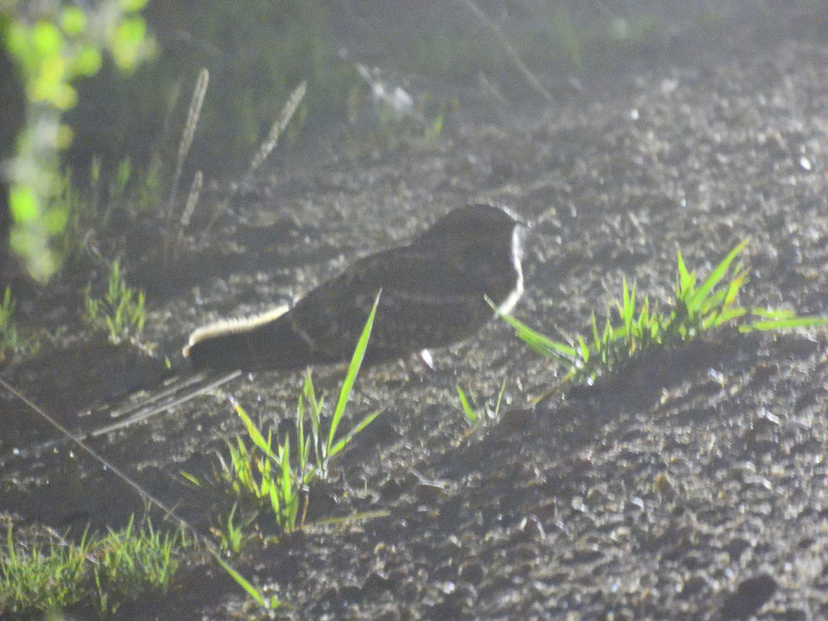 Scissor-tailed Nightjar - ML637196315