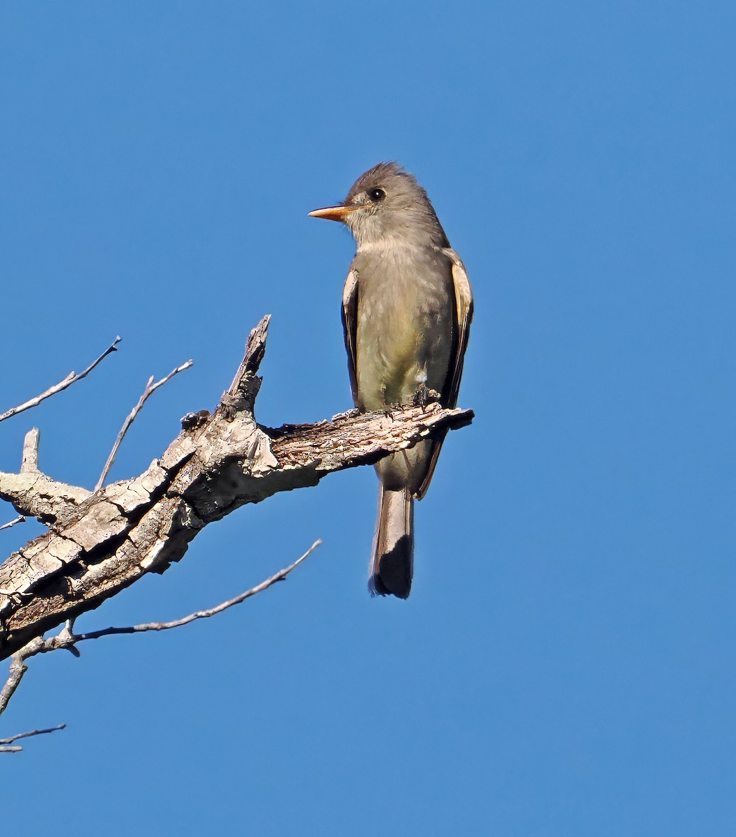 Greater Pewee (Mexican) - ML637196417