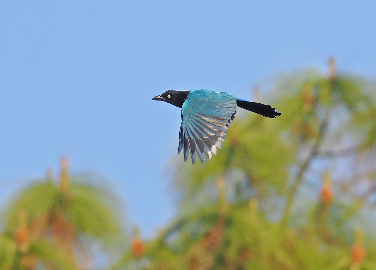 San Blas Jay - ML637196425