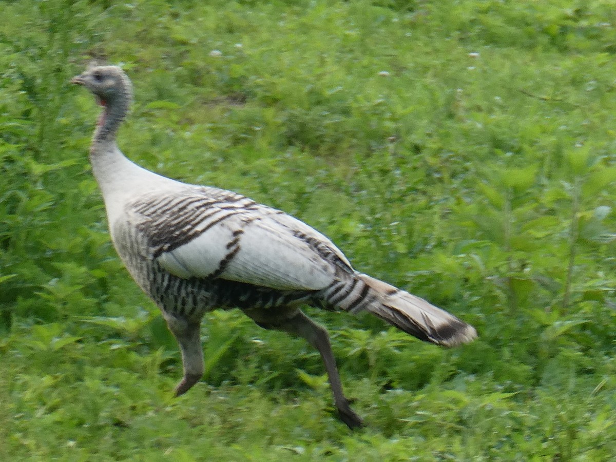 Wild Turkey - ML637196428