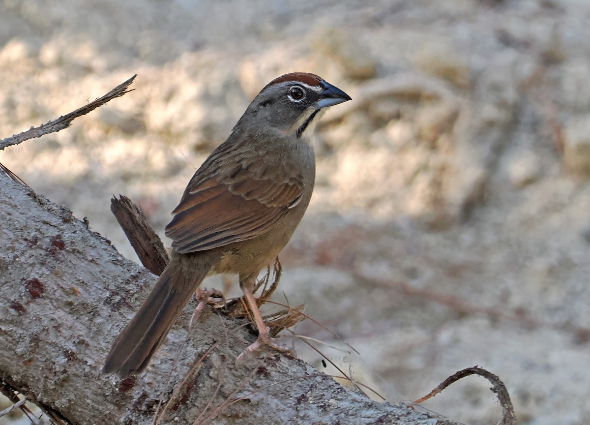 Rusty Sparrow - ML637196429