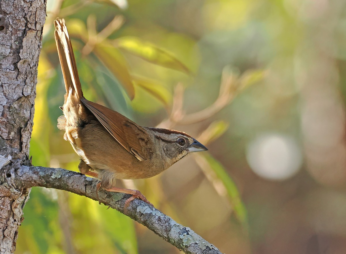 Rusty Sparrow - ML637196430
