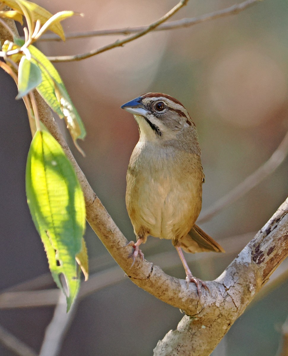 Rusty Sparrow - ML637196431