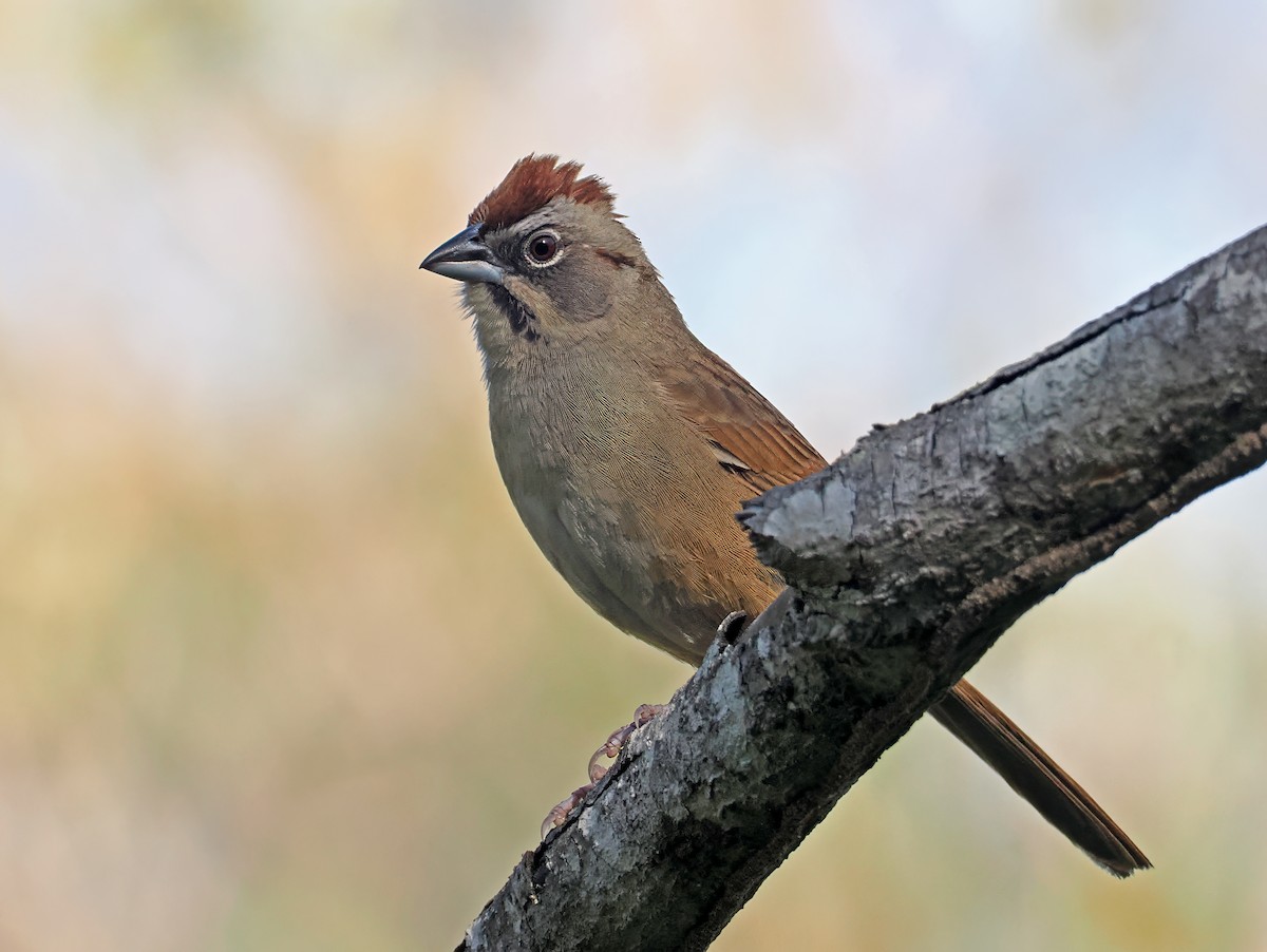 Rusty Sparrow - ML637196432