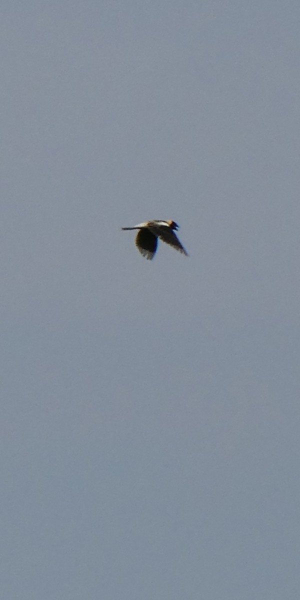 Bobolink - ML637196473