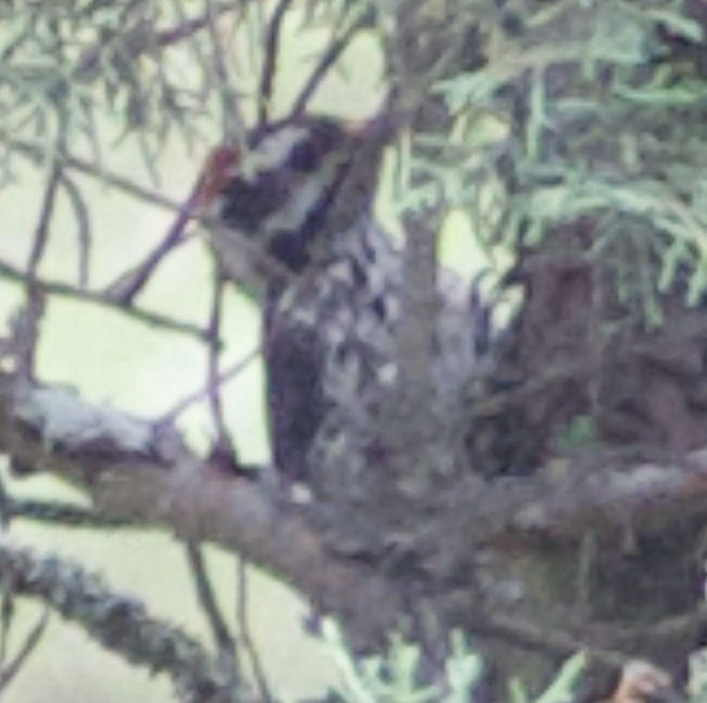 Strickland's Woodpecker - ML637196551
