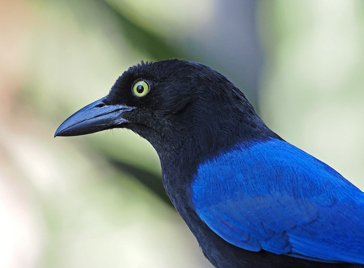 San Blas Jay - ML637196584