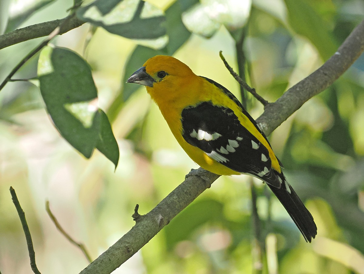 Yellow Grosbeak (Northern) - ML637196605