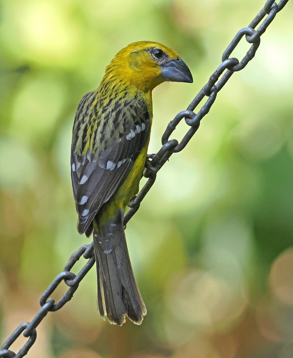 Yellow Grosbeak (Northern) - ML637196606