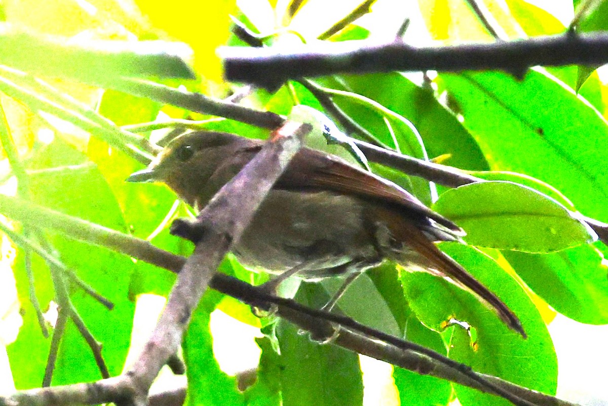 Davidblauschnäpper - ML637196608