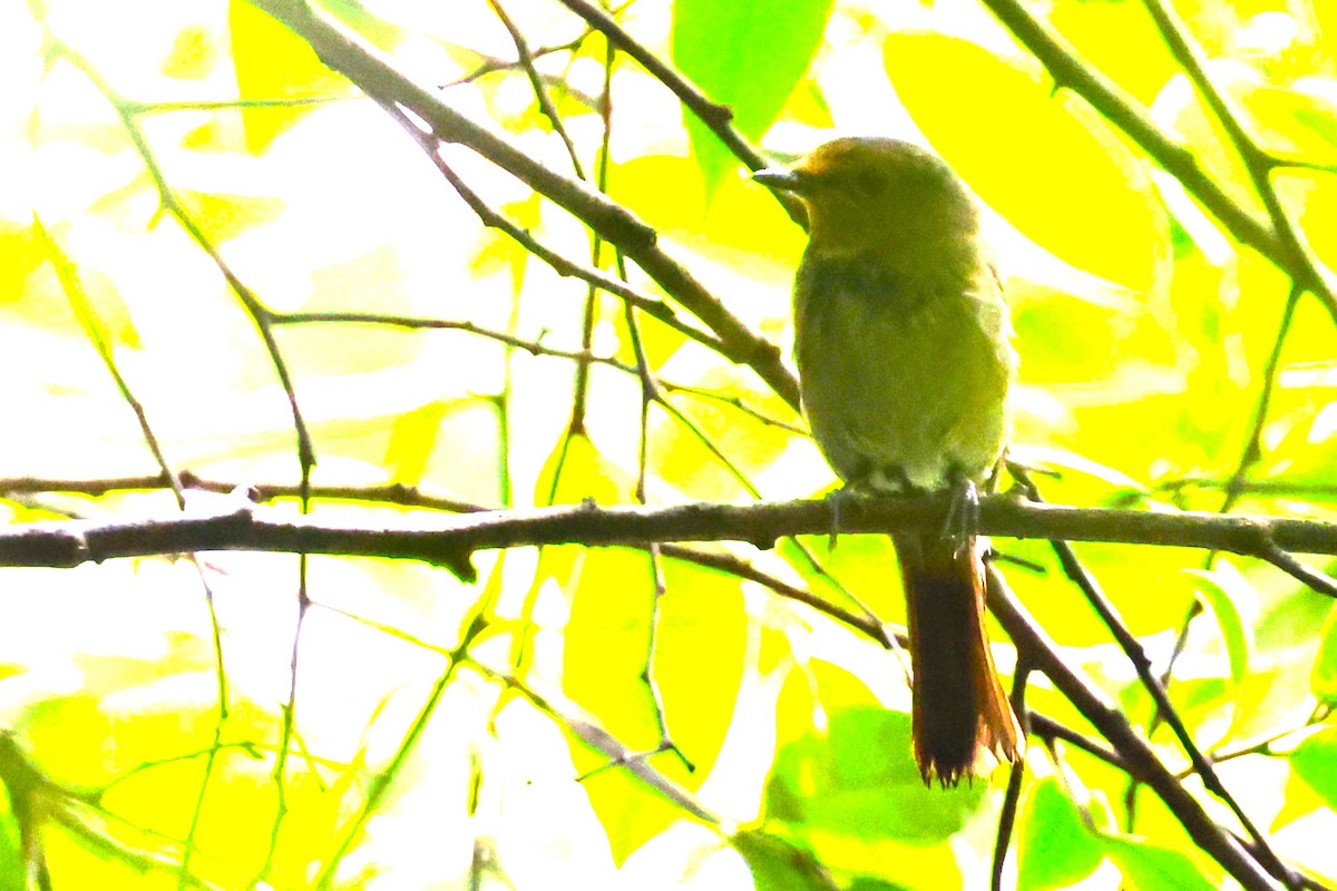 Davidblauschnäpper - ML637196609