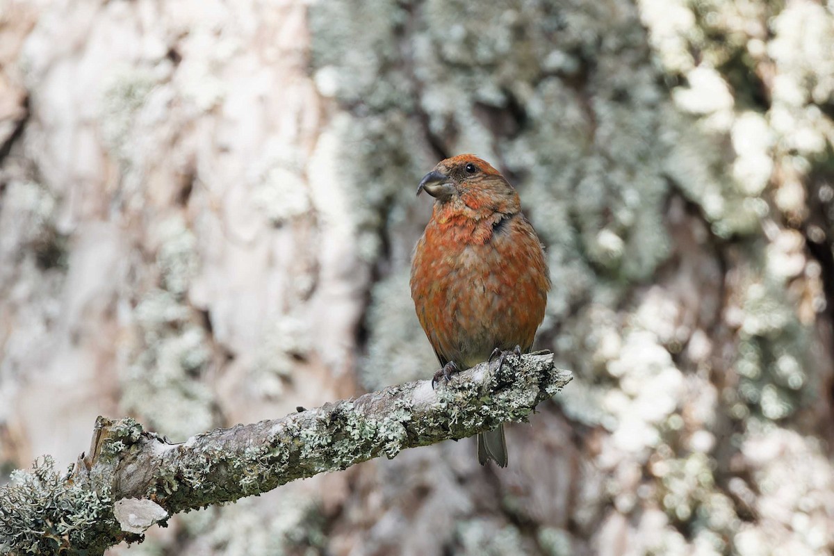 Red Crossbill (Corsican) - ML637196640