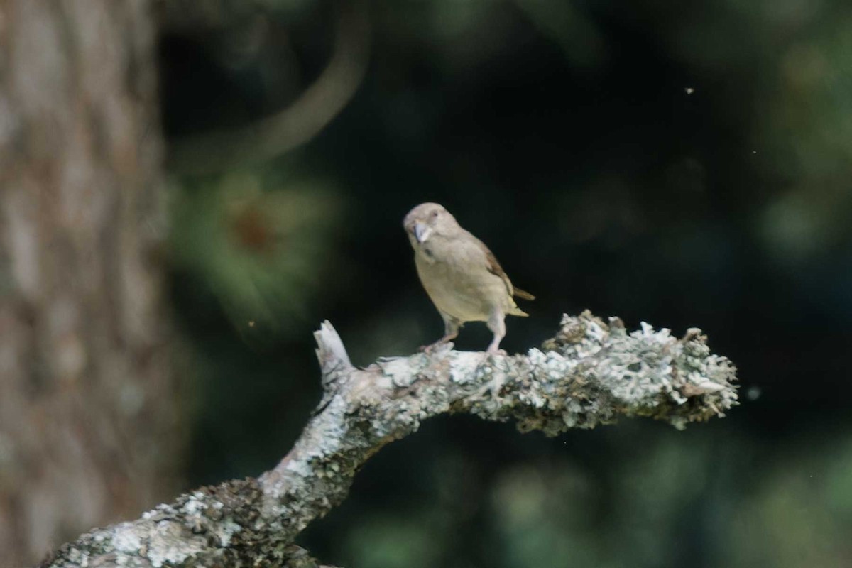 Red Crossbill (Corsican) - ML637196641