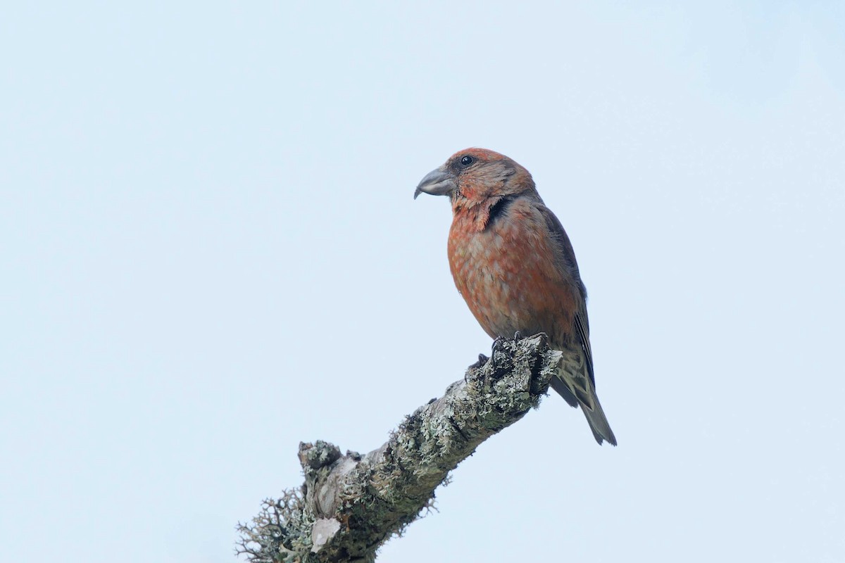 Red Crossbill (Corsican) - ML637196642