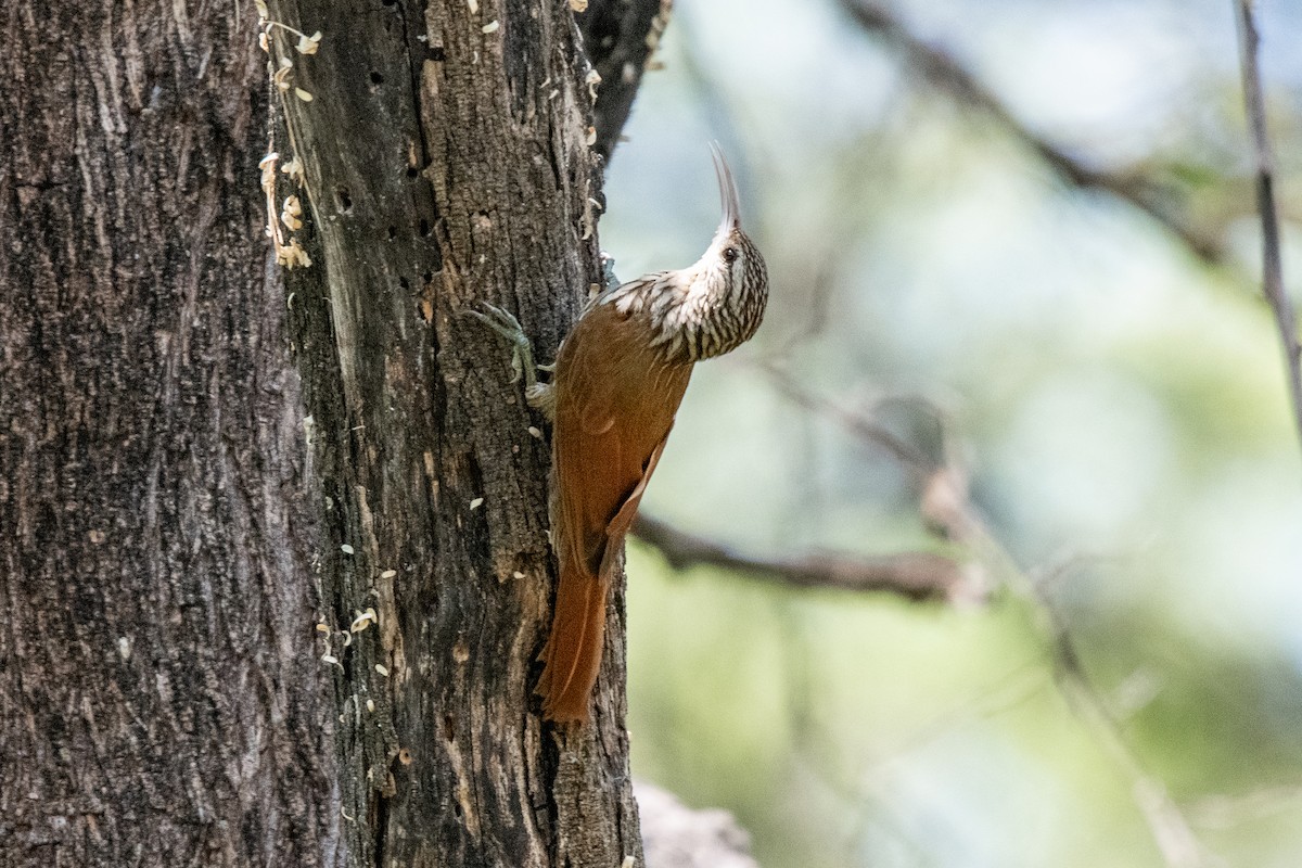 Streak-headed Woodcreeper - ML637196649