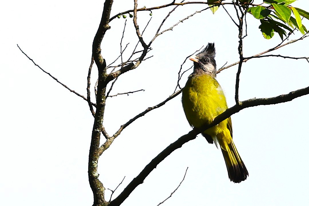 Crested Finchbill - ML637196662