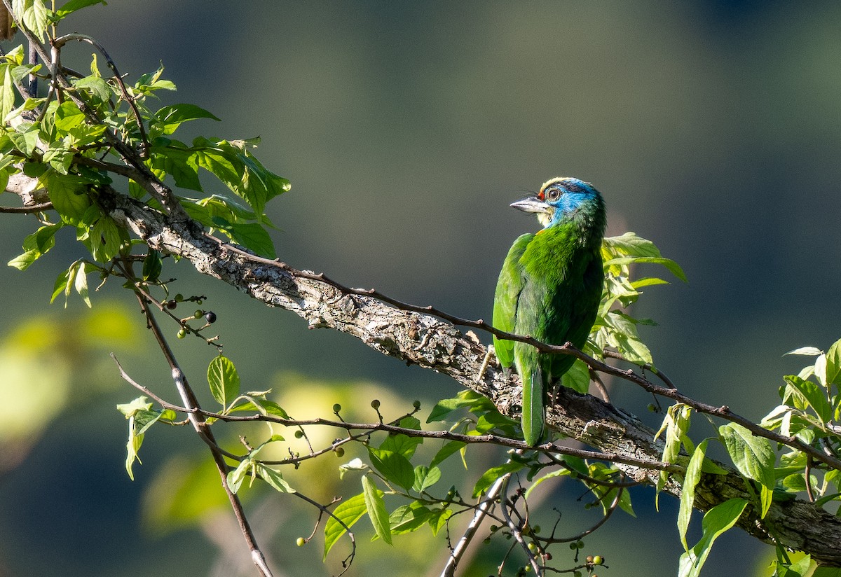 Indochinese Barbet - ML637196699