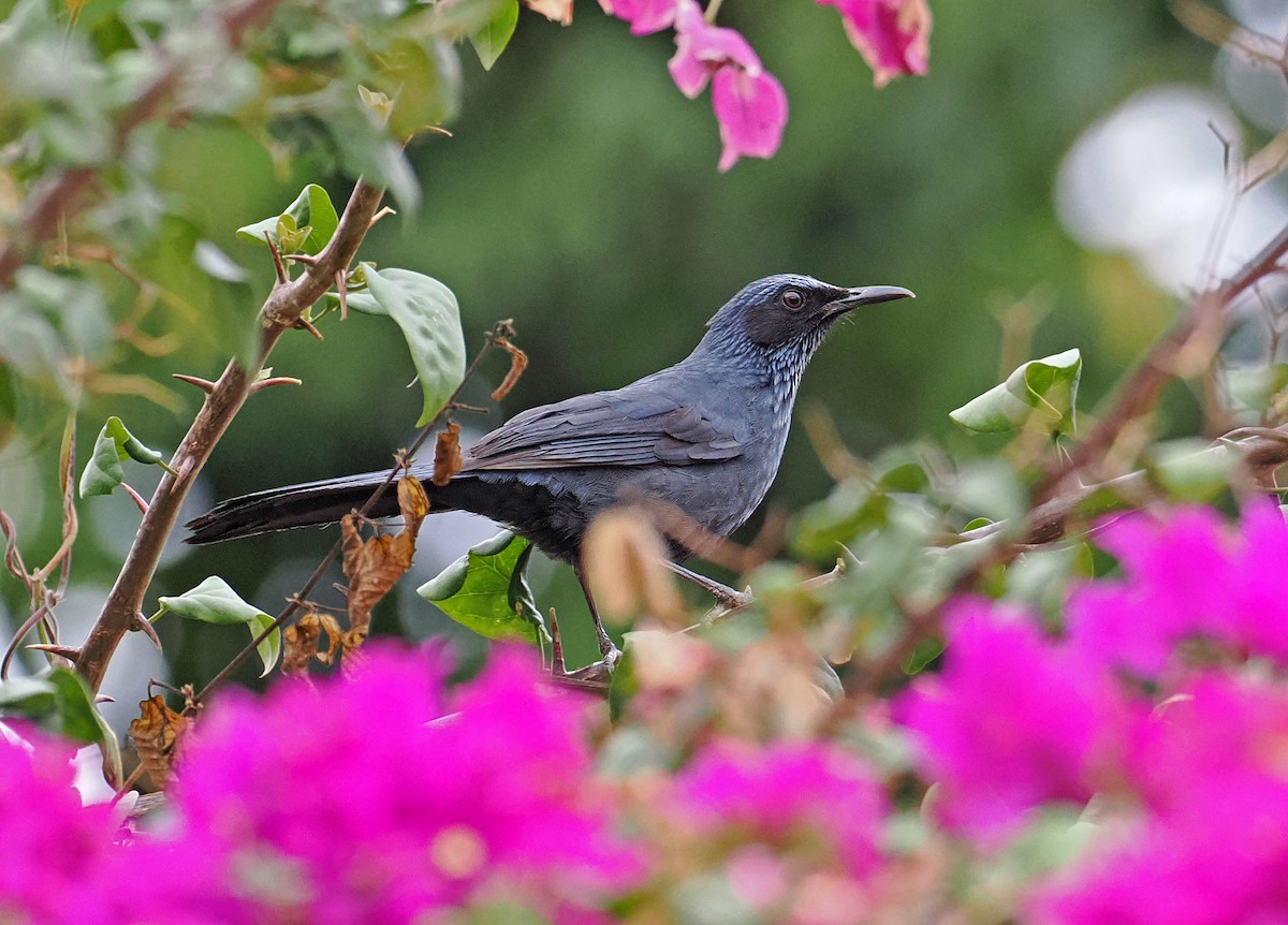 Blue Mockingbird - ML637196747
