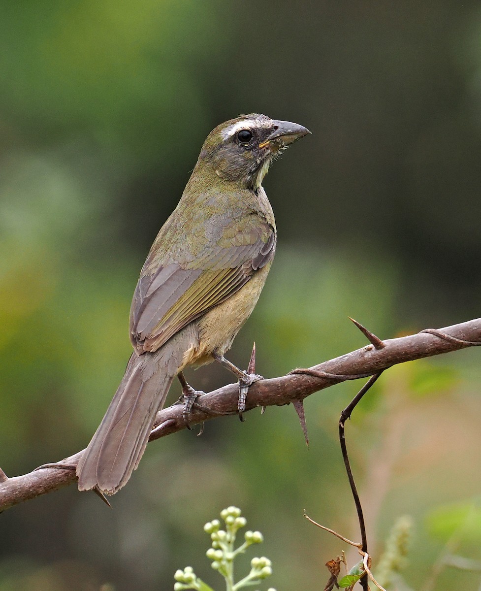Cinnamon-bellied Saltator - ML637196756