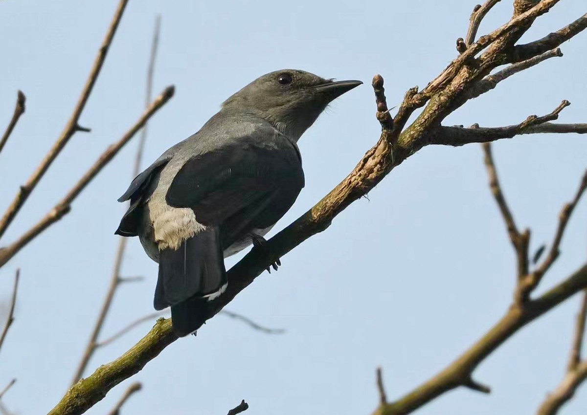 Black-winged Cuckooshrike - ML637196760