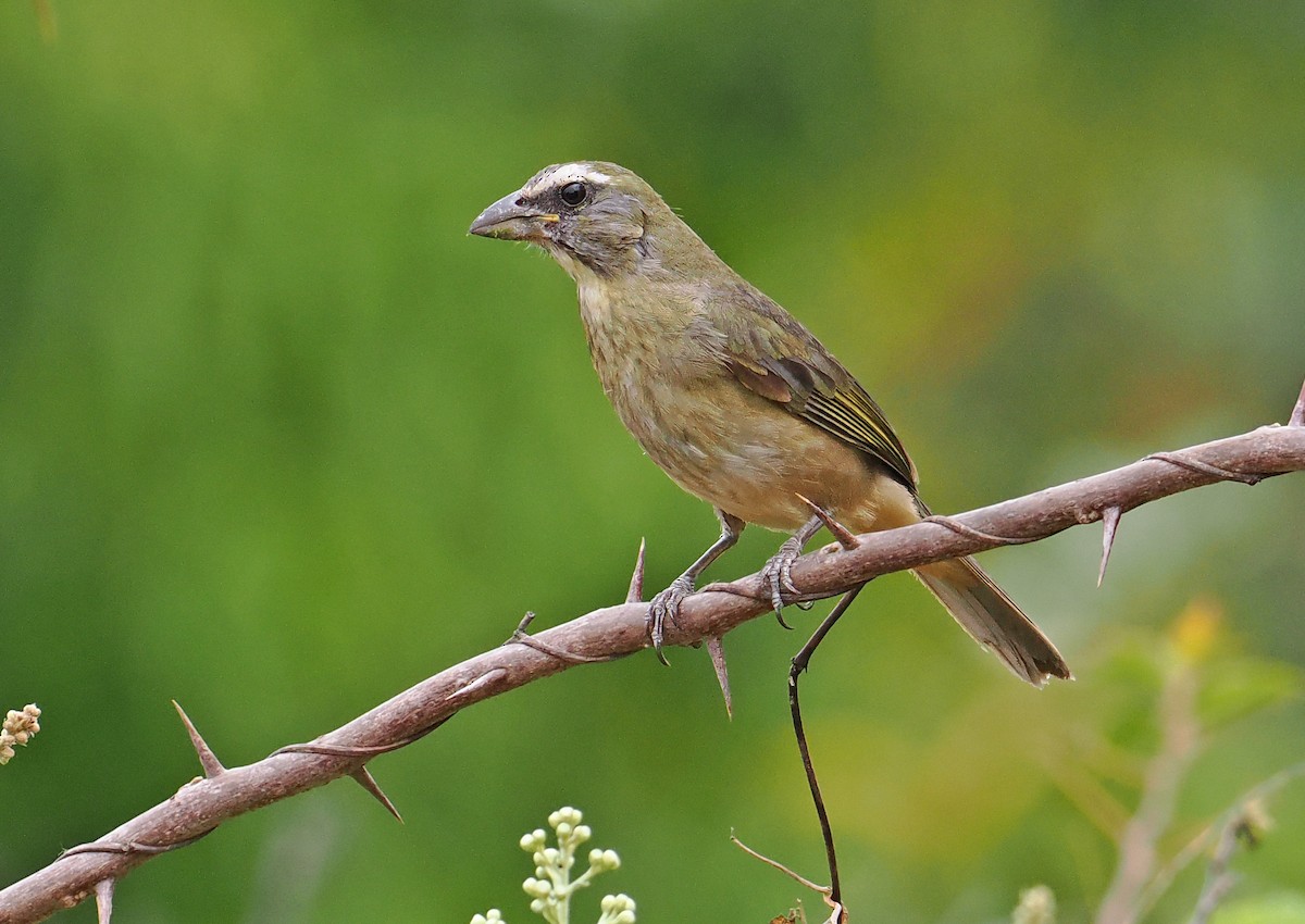 Cinnamon-bellied Saltator - ML637196761