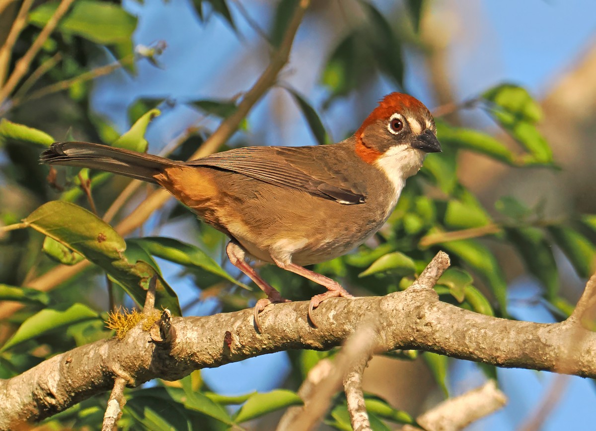 Rusty-crowned Ground-Sparrow - ML637196827