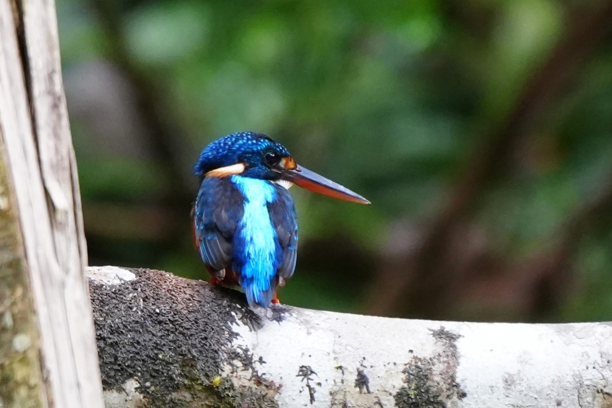 Indigo-banded Kingfisher (Northern) - ML637196893
