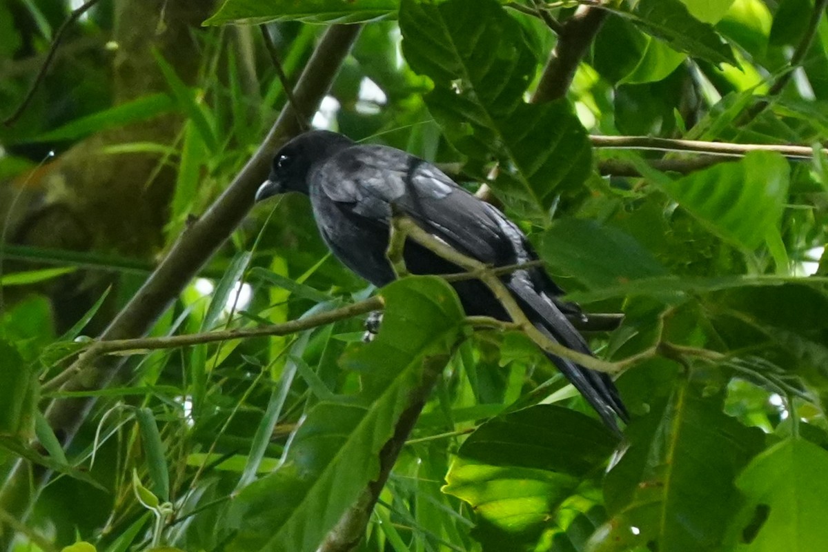 Blackish Cuckooshrike - ML637196916
