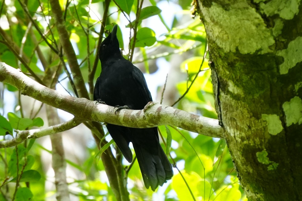 Blackish Cuckooshrike - ML637196917