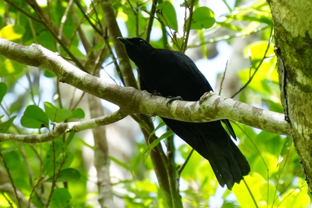 Blackish Cuckooshrike - ML637196918