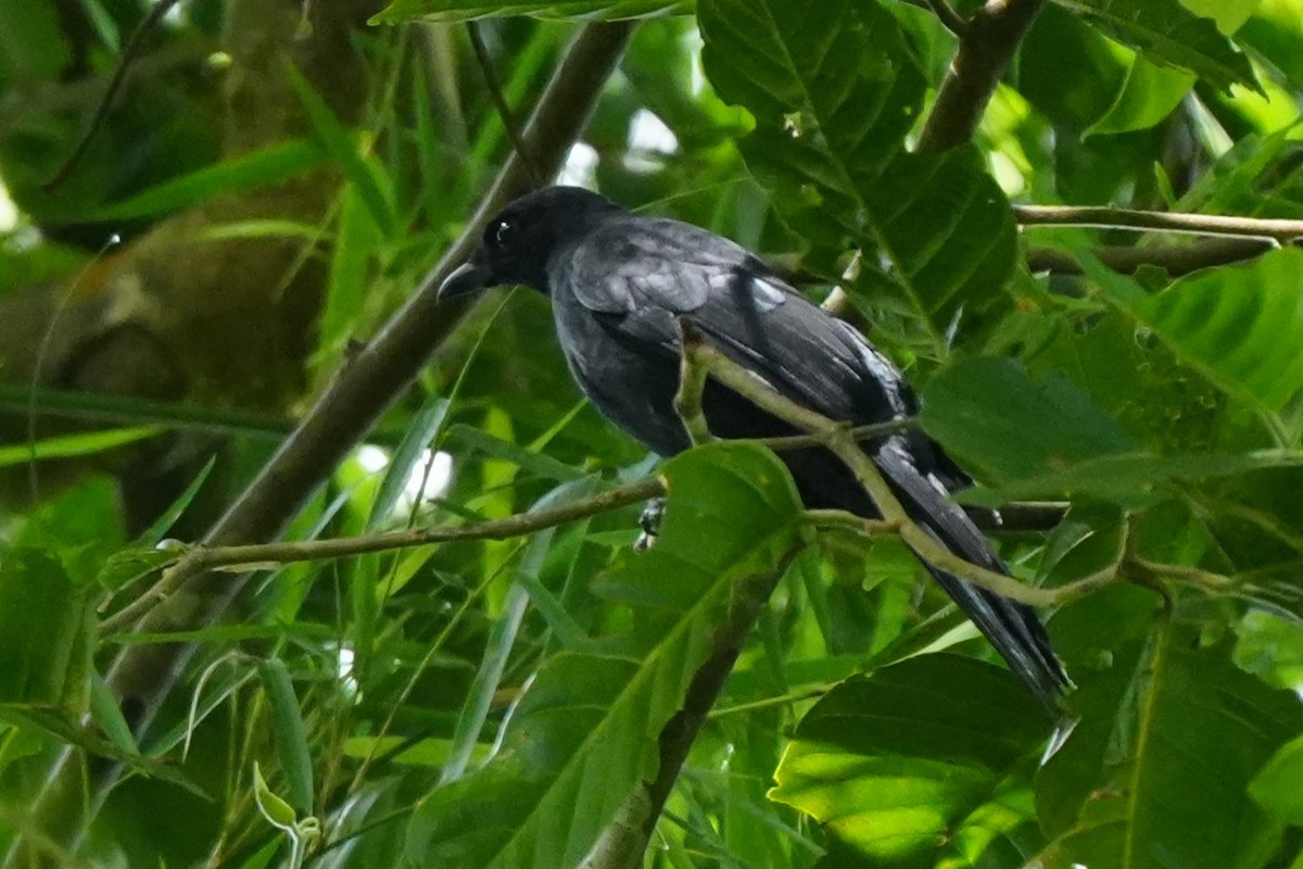 Blackish Cuckooshrike - ML637196919