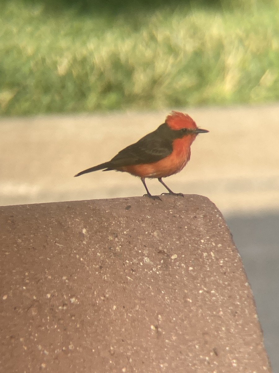 Vermilion Flycatcher - ML637196922