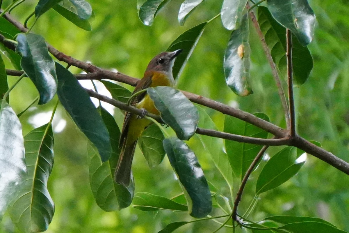 Yellow-bellied Whistler - ML637196934