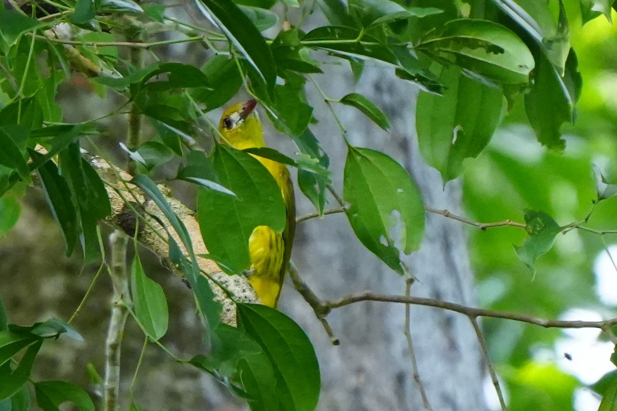 White-lored Oriole - ML637196940