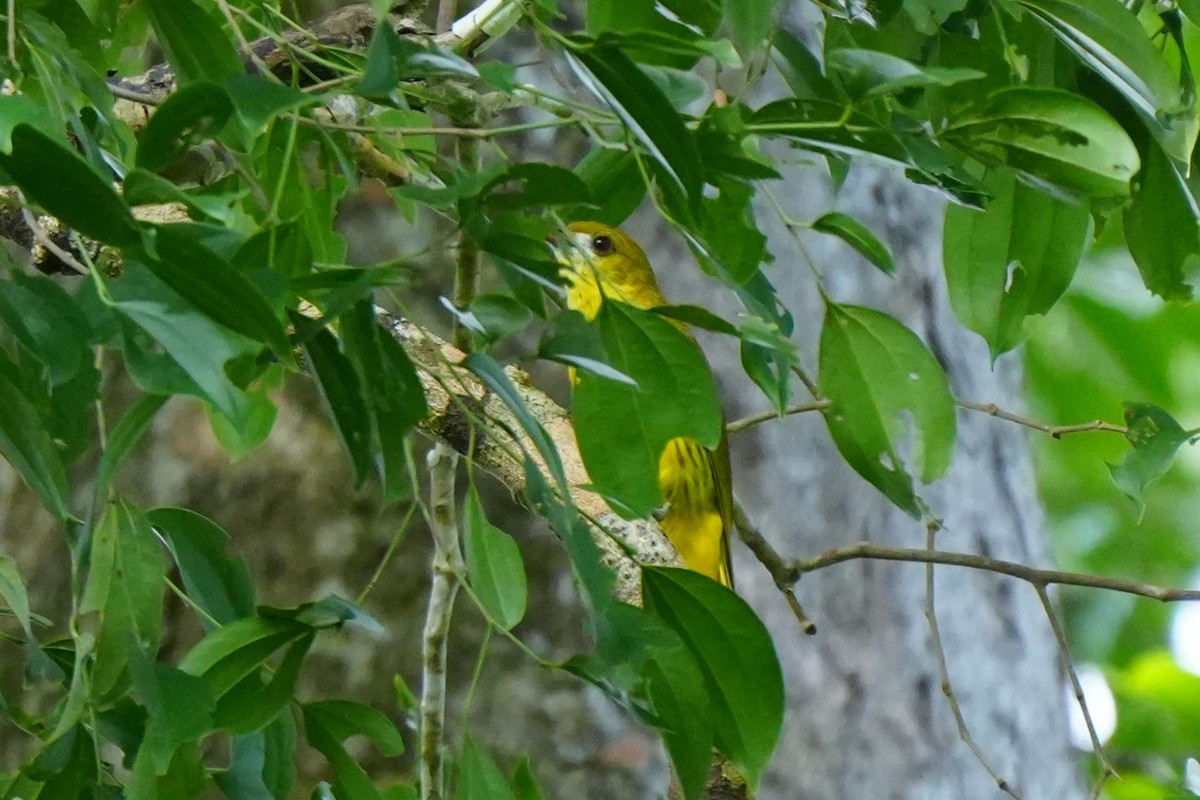 White-lored Oriole - ML637196941