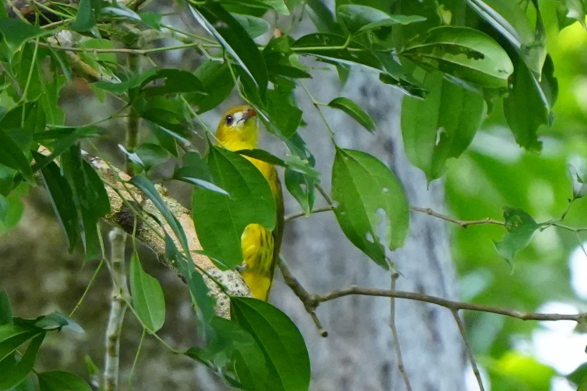 White-lored Oriole - ML637196942