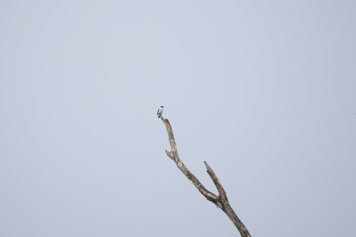 svartkronetityra - ML637196952