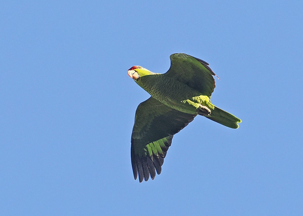 Lilac-crowned Amazon - ML637196972