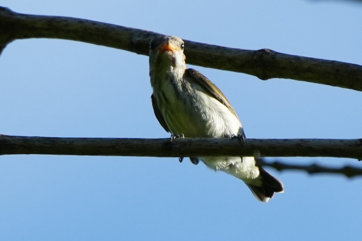 Thick-billed Flowerpecker (Striped) - ML637196982
