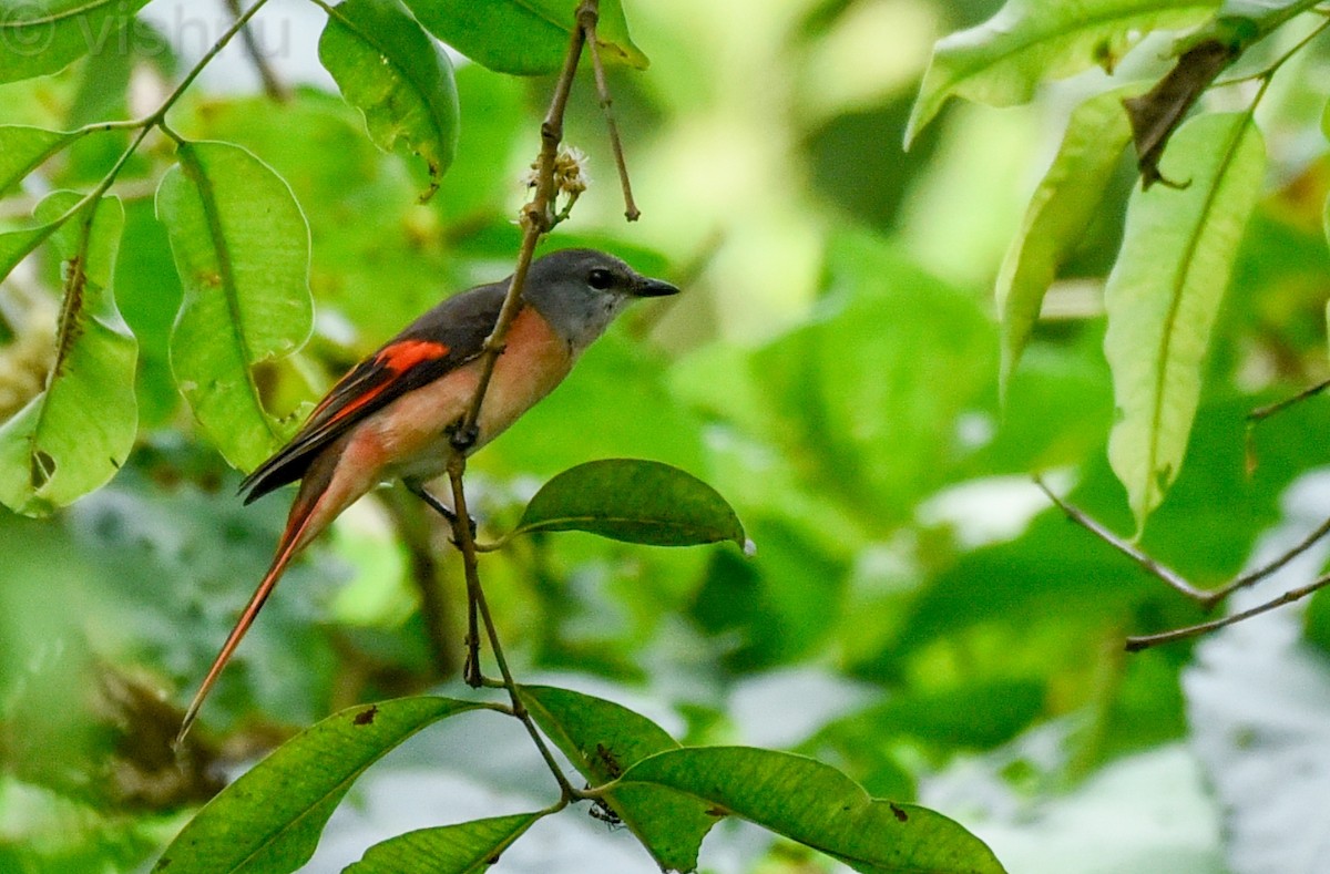 Rosy Minivet - ML637197024