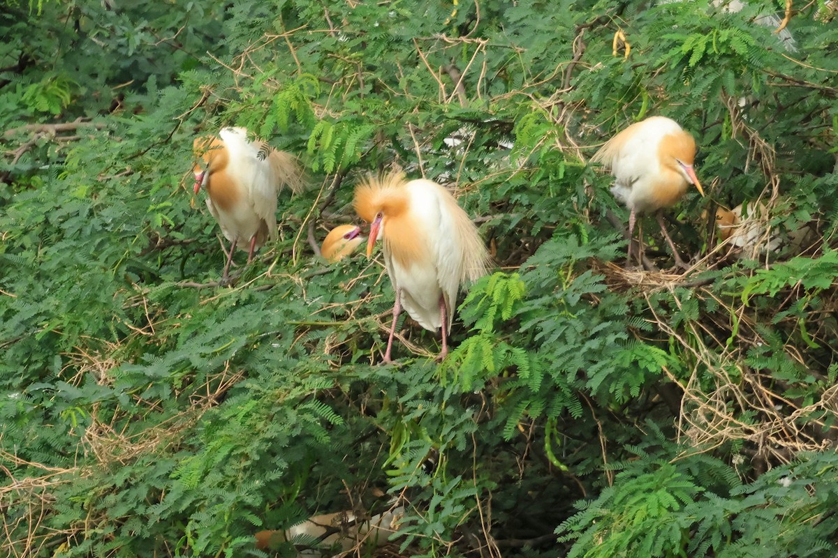Eastern Cattle-Egret - ML637197030