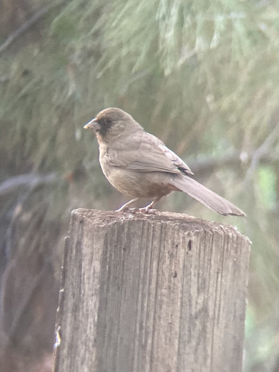 Abert's Towhee - ML637197042