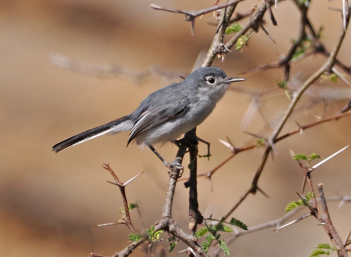Black-capped Gnatcatcher - ML637197063