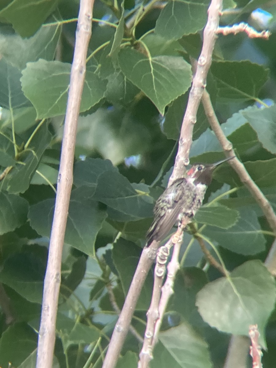 Anna's Hummingbird - ML637197065