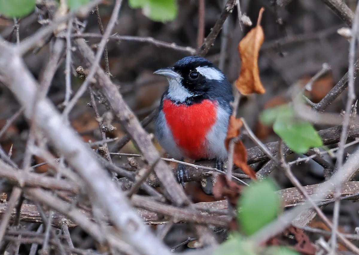 Red-breasted Chat (Red-breasted) - ML637197110