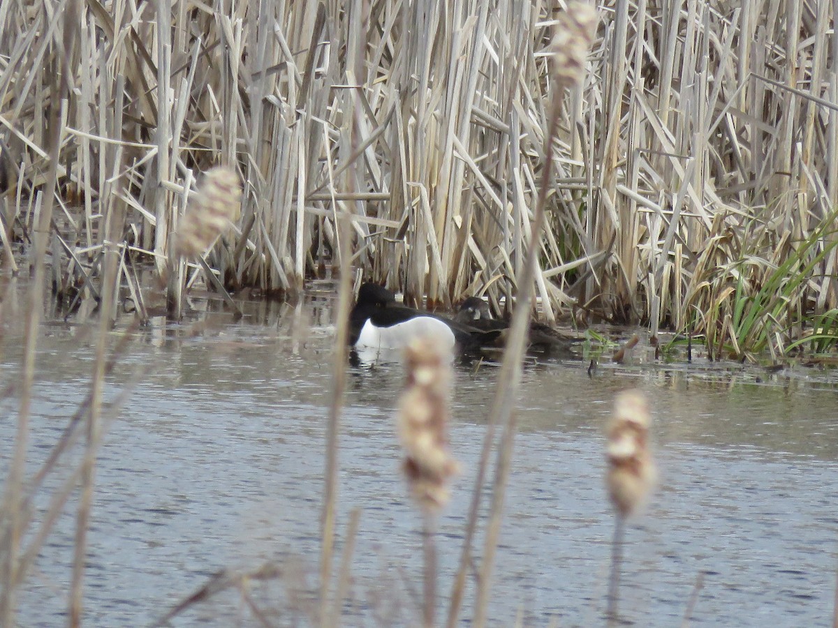 Ring-necked Duck - ML637197149