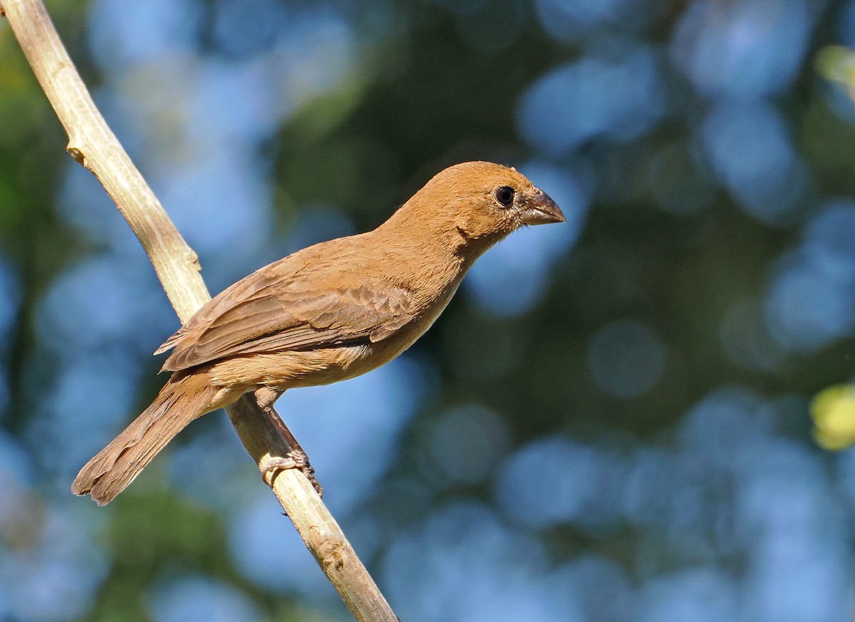 Blue Bunting (West Mexico) - ML637197154
