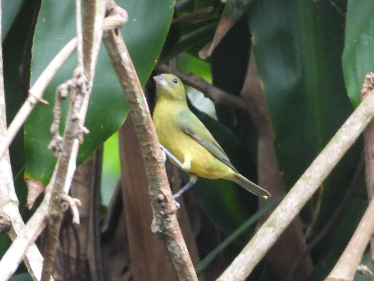 Painted Bunting - ML637197185